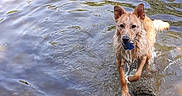 Tina participe au concours pour gagner de l'argent avec cette photo : dog, water, pond, rocks, wet_fur, toy, playful, animal, nature, outdoor, ripples, brown_dog, canine, fetch, riverbank, summer, pet, water_play, sunlight, happy