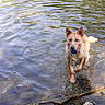 dog, water, pond, rocks, wet_fur, toy, playful, animal, nature, outdoor, ripples, brown_dog, canine, fetch, riverbank, summer, pet, water_play, sunlight, happy