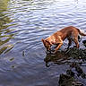 Tina a rejoint le concours — aidez-le/la à gagner de superbes lots ! dog, water, river, lake, rocks, animal, outdoor, nature, brown_dog, pet, canine, ripples, reflection, shore, curious, wet, collar, walking, daylight, forest