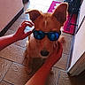 dog, sunglasses, hands, indoor, tile_floor, pet, cool, reflective, brown_dog, domestic_animal, accessory, fashion, portrait, muzzle, ears, shoes, human, paw, hallway, mat