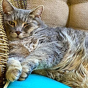 Buddy joined the competition — help win amazing prizes! cat, tabby, gray_cat, feline, pet, relaxed, lounging, cushion, wicker_chair, indoor, close_up, fur, paw, whiskers, sleepy, resting, cozy, comfort, animal, domestic_cat