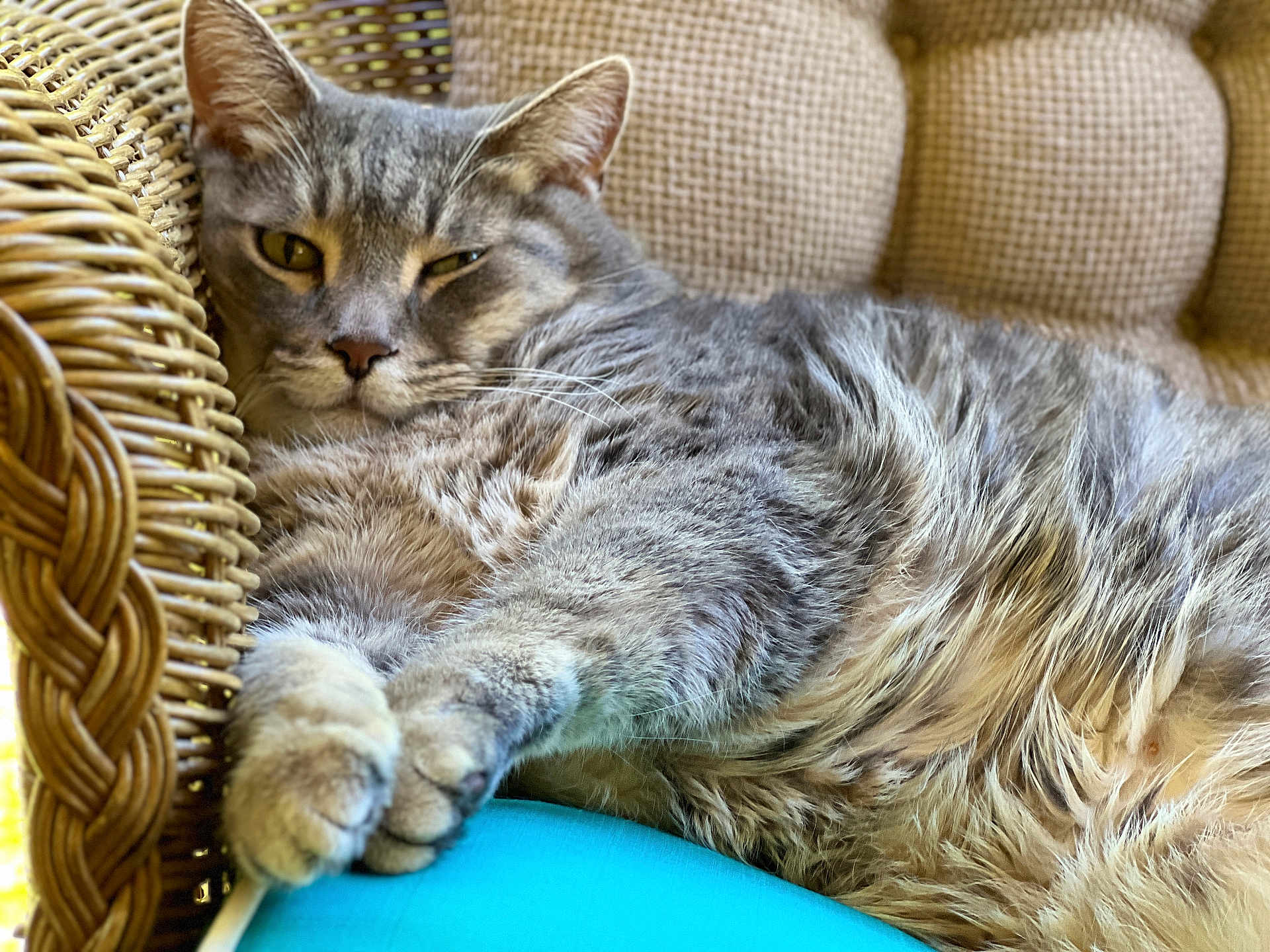 Buddy joined the competition — help win amazing prizes! cat, tabby, gray_cat, feline, pet, relaxed, lounging, cushion, wicker_chair, indoor, close_up, fur, paw, whiskers, sleepy, resting, cozy, comfort, animal, domestic_cat