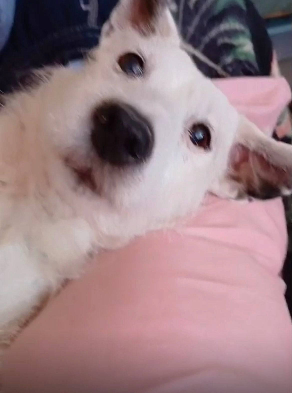 Lilou a rejoint le concours — aidez-le/la à gagner de superbes lots ! animal, close_up, companion, cozy, cushion, cute, dog, ears, friendly, fur, indoor, laying_down, looking_at_camera, nose, pet, pink, portrait, relaxed, soft_texture, white_dog