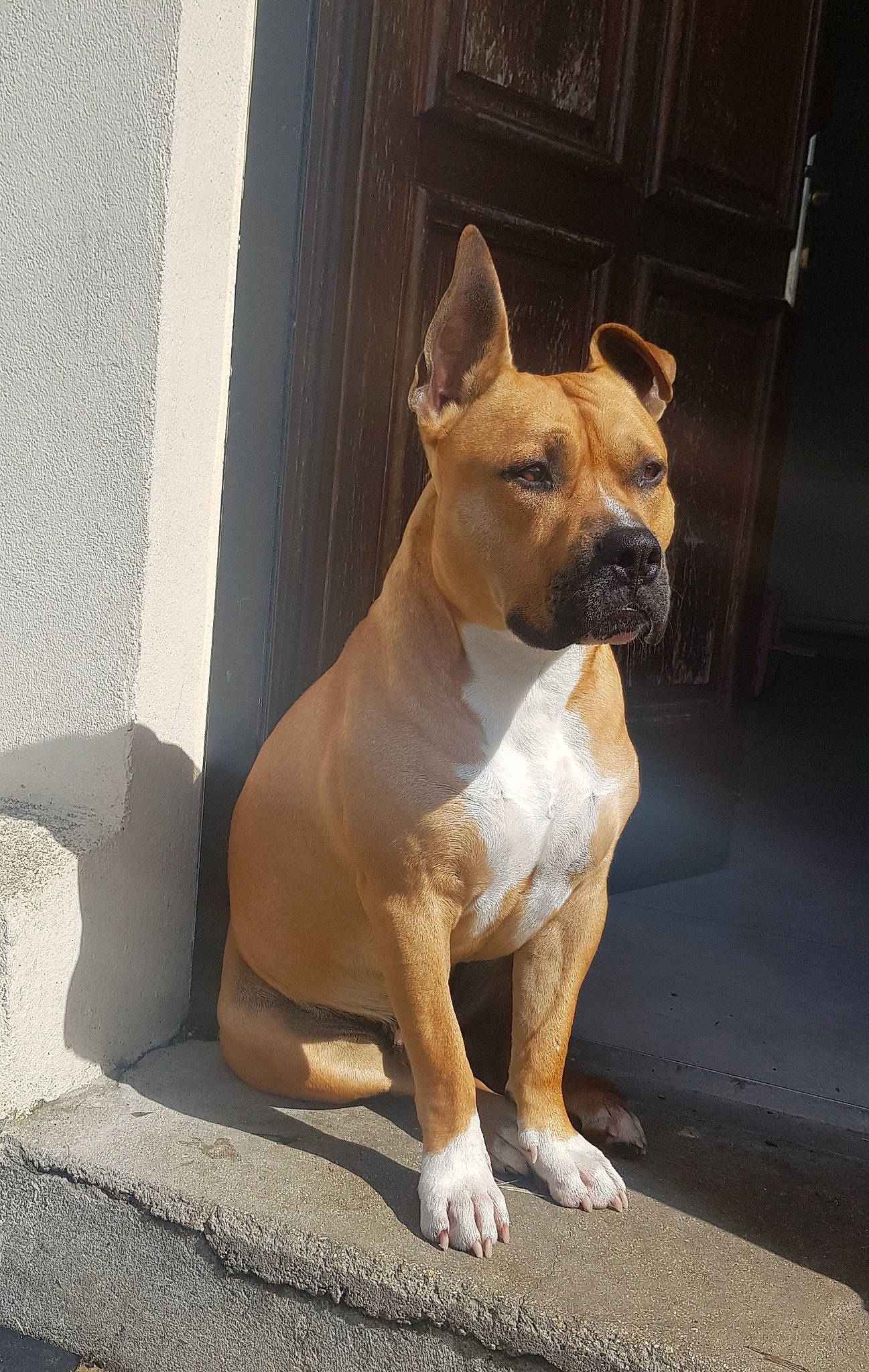 Orias a rejoint le concours — aidez-le/la à gagner de superbes lots ! american_pit_bull_terrier, american_staffordshire_terrier, ancient_dog_breeds, bull_and_terrier, canidae, carnivore, companion_dog, dog, dog_breed, fawn, mammal, non_sporting_group, pit_bull, rare_breed_dog, snout, sporting_group, staffordshire_bull_terrier, vertebrate