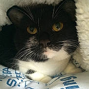 Jessie joined the competition — help win amazing prizes! asian, black_and_white, black_cat, carnivore, cat, domestic_short_haired_cat, eye, felidae, fur, kitten, mammal, polydactyl_cat, small_to_medium_sized_cats, snout, whiskers