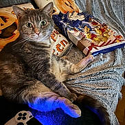 Vanya joined the competition — help win amazing prizes! cat, couch, blanket, pillow, halloween, advent_calendar, gaming_controller, cozy, indoor, pet, relaxed, fur, home, animal, soft, comfort, holiday, decor, orange, gray