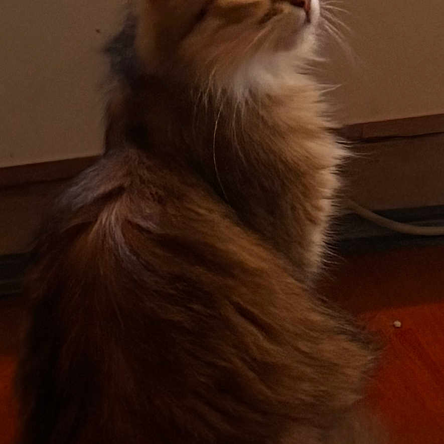 Nala participe au concours pour gagner de l'argent avec cette photo : animal, brown, cat, curious, domestic_cat, ears, feline, fluffy, fur, indoor, looking_up, pet, quiet, side_view, sitting, soft_fur, tabby, tail, whiskers, wooden_floor