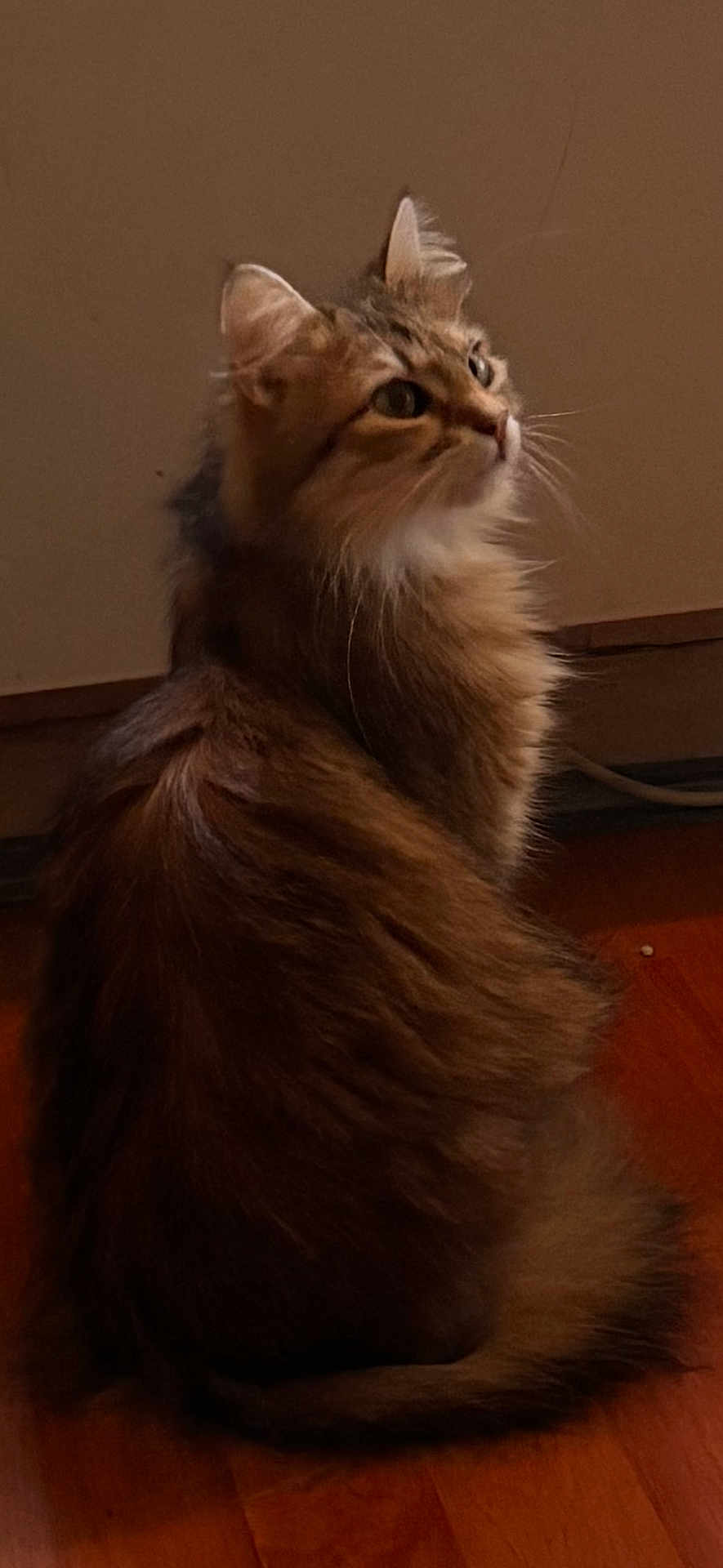 Nala participe au concours pour gagner de l'argent avec cette photo : cat, tabby, fluffy, brown, fur, pet, animal, indoor, wooden_floor, curious, sitting, looking_up, feline, whiskers, ears, tail, domestic_cat, soft_fur, side_view, quiet