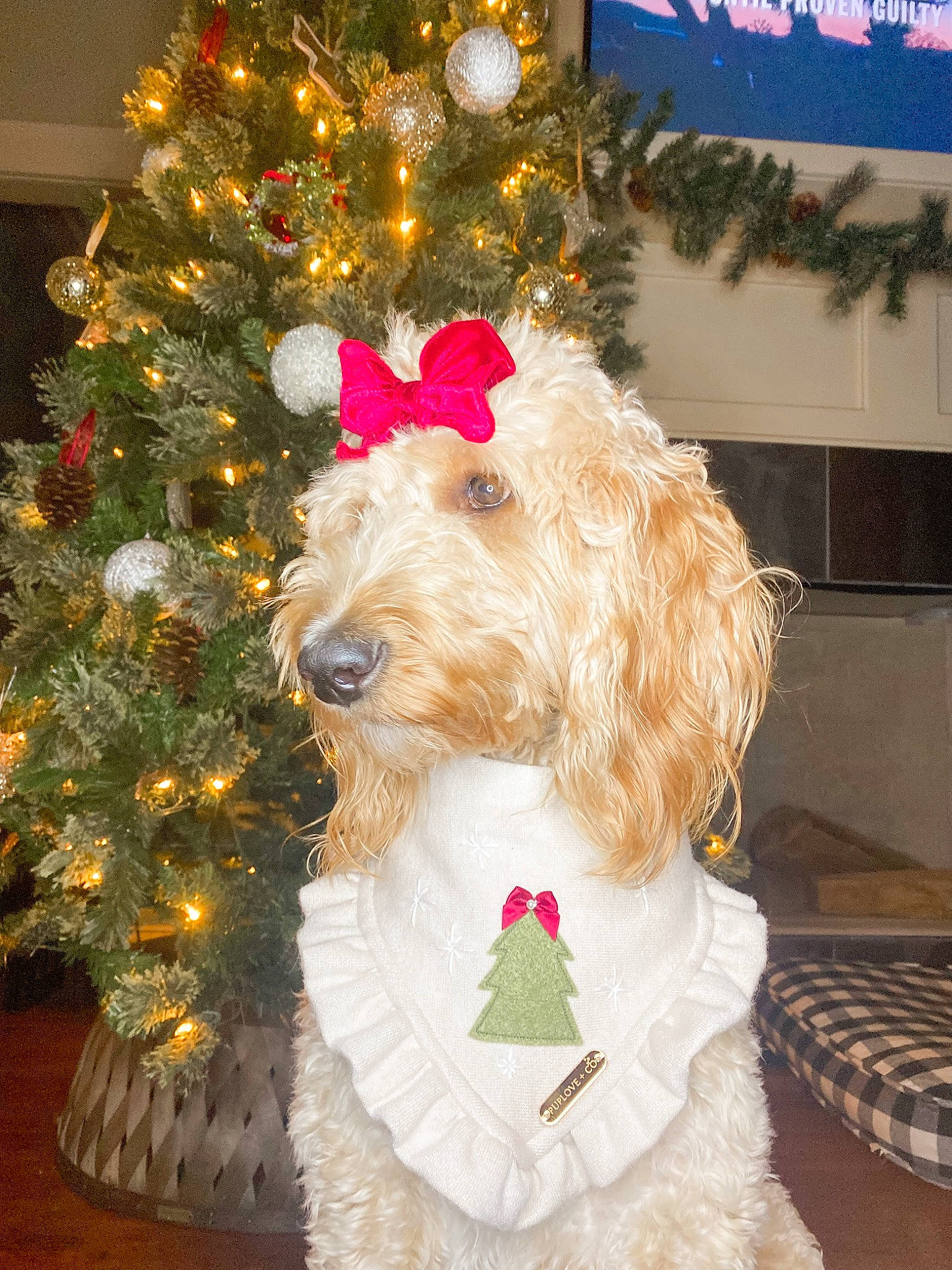 Vespa joined the competition — help win amazing prizes! carnivore, christmas, christmas_decoration, christmas_ornament, christmas_tree, companion_dog, dog, dog_breed, dog_supply, event, fawn, fur, holiday, holiday_ornament, ornament, pet_supply, snout, tree, window, working_animal