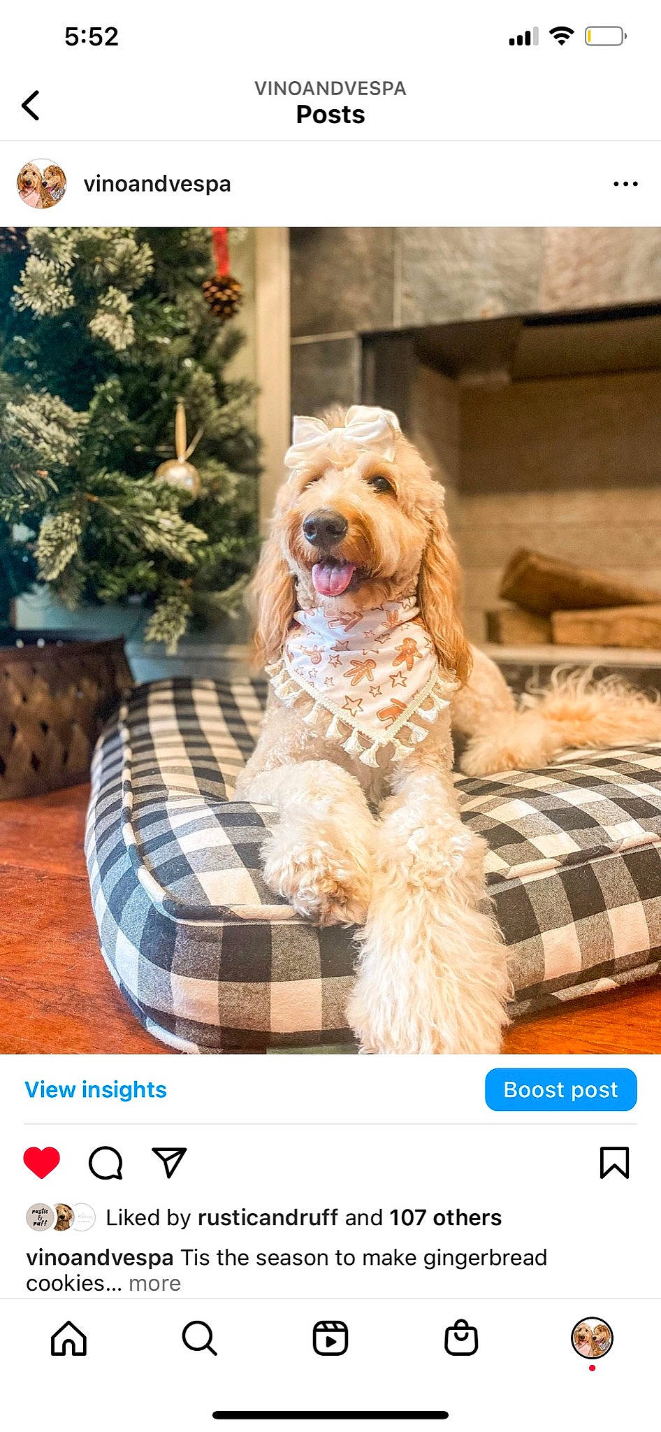 Vespa is registered to the contest to win money with this photo: canidae, carnivore, companion_dog, dog, dog_breed, dog_collar, dog_supply, event, fur, liver, pattern, pet_supply, photo_caption, plaid, sporting_group, tartan, toy_dog, tree