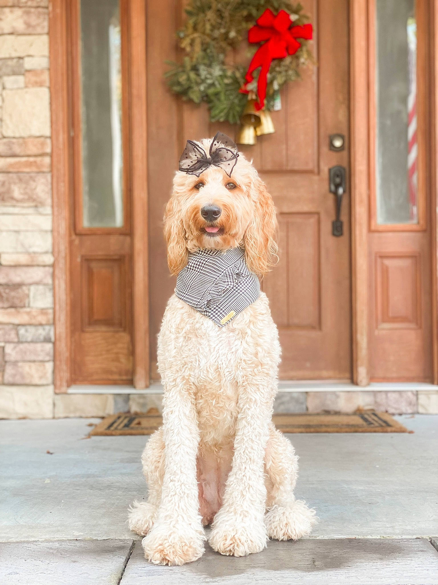 Vespa joined the competition — help win amazing prizes! carnivore, companion_dog, dog, dog_breed, dog_collar, dog_supply, door, fawn, fur, house, liver, plant, poodle, sporting_group, standard_poodle, terrier, toy_dog, water_dog, wood, working_animal