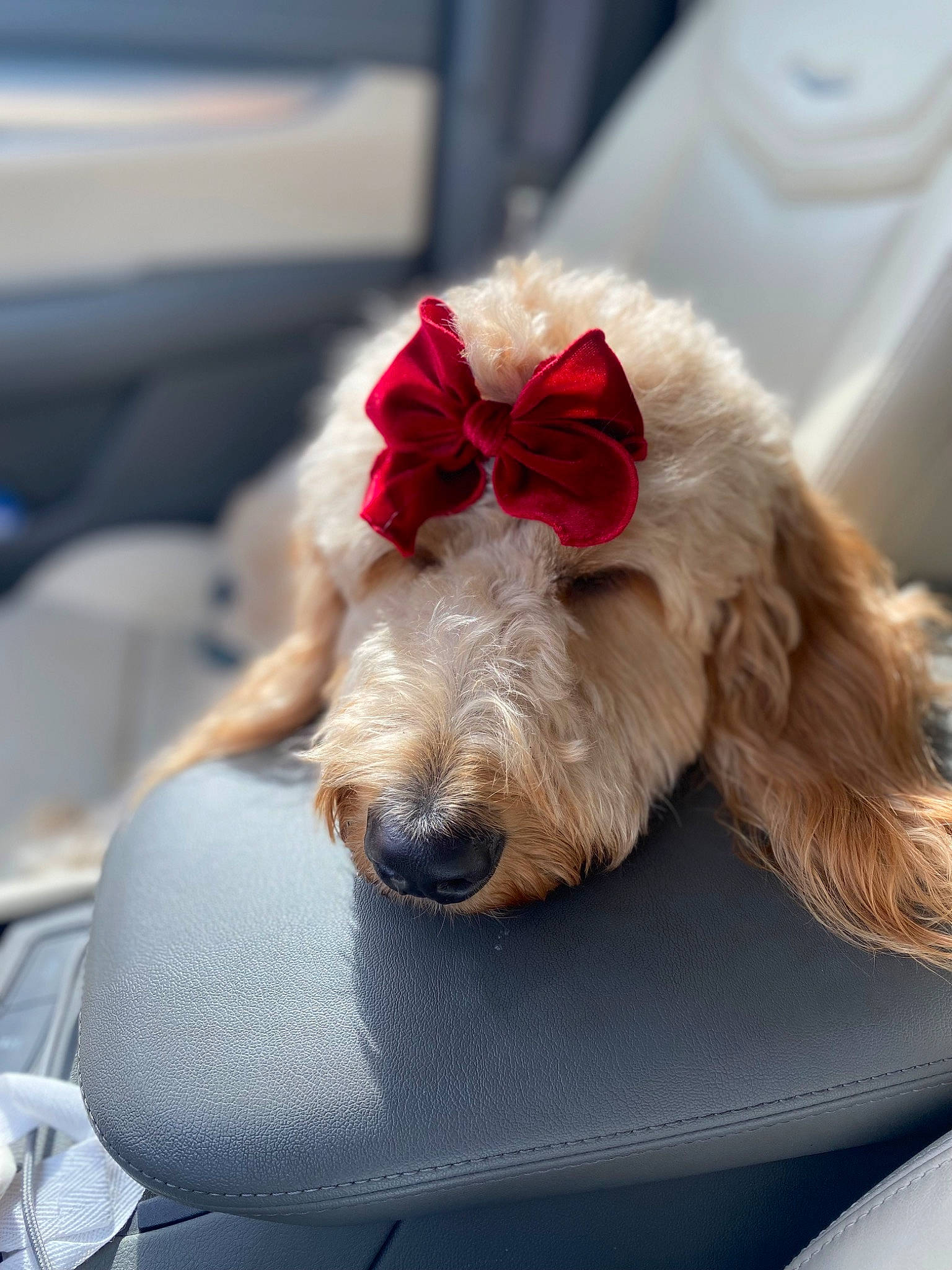 Vespa joined the competition — help win amazing prizes! canidae, carmine, carnivore, collar, comfort, companion_dog, dog, dog_breed, dog_collar, dog_supply, fashion_accessory, fawn, fur, laptop, liver, personal_luxury_car, snout, sporting_group, toy_dog, working_animal