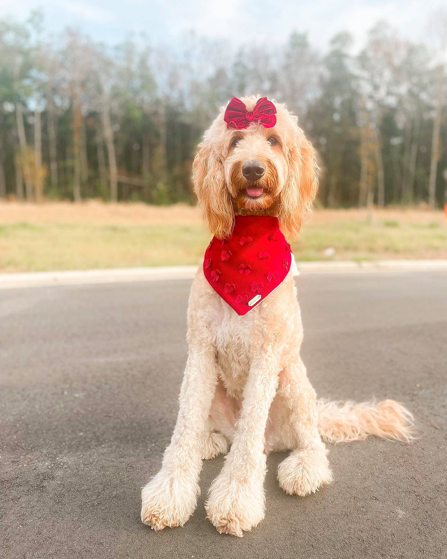 Vespa is registered to the contest to win money with this photo: carnivore, collar, companion_dog, dog, dog_breed, dog_clothes, dog_collar, dog_supply, fawn, leash, poodle, sky, snout, sunglasses, terrier, toy, toy_dog, tree, water_dog, working_animal