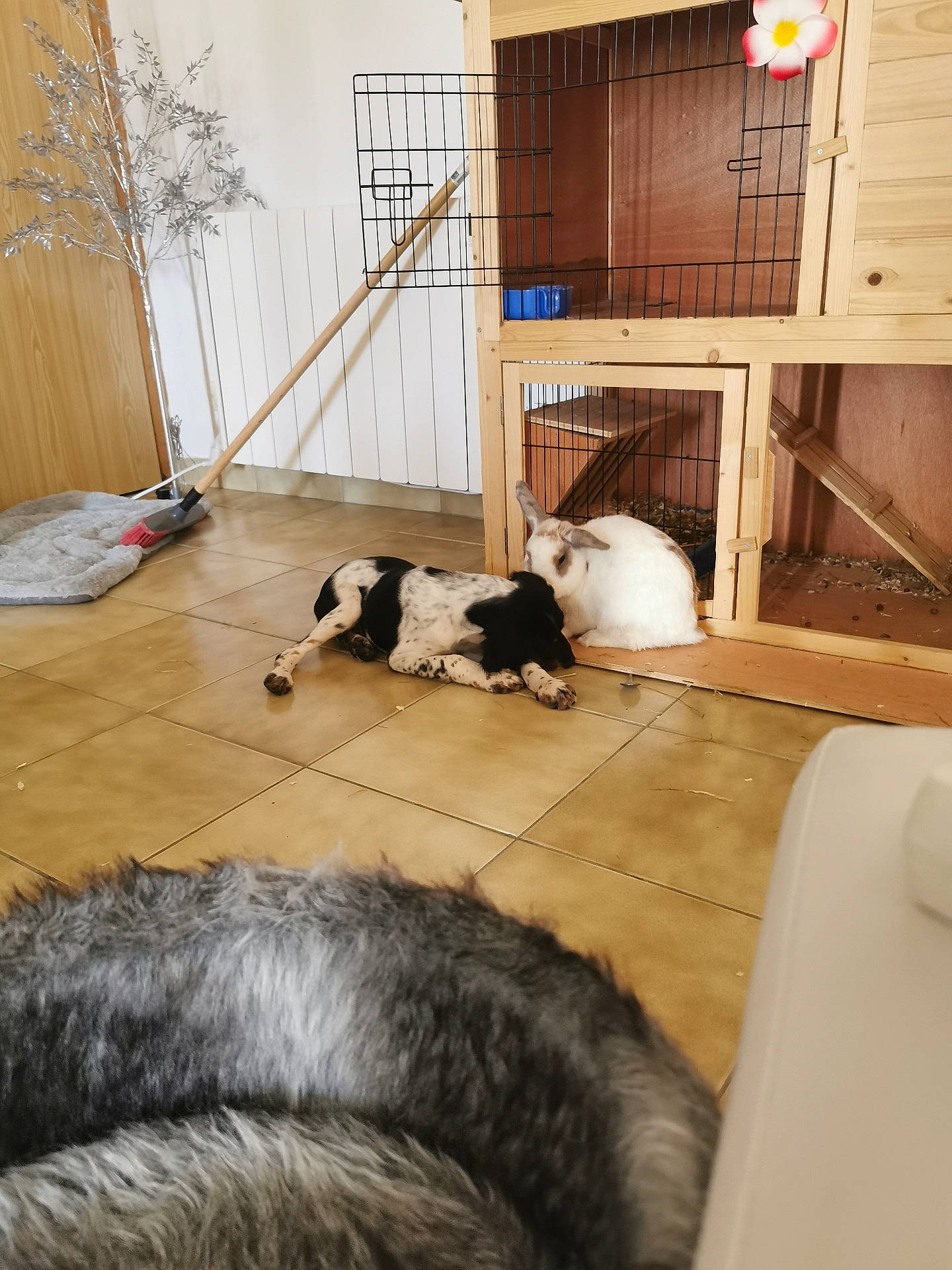 Togo participe au concours pour gagner de l'argent avec cette photo : animal, architecture, arrow, building, canine, den, dog, doghouse, furniture, handrail, hardwood, indoors, interiordesign, kangaroo, kennel, pet, plywood, rabbit, weapon, wood