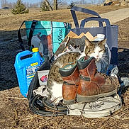 Bandit is registered to the contest to win money with this photo: cat, boots, outdoor, sunlight, bag, cable, dry_ground, tree, blue_sky, cardboard, plastic_container, rural, nature, animal, pet, tabby_cat, white_cat, rustic, daytime, equipment