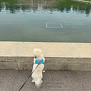 Jojo joined the competition — help win amazing prizes! dog, white_dog, harness, leash, water, pond, stone_ledge, pavement, outdoor, pet, curious, standing, canine, daylight, fence, reflection, nature, animal, walking, park