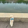 dog, white_dog, harness, leash, water, pond, stone_ledge, pavement, outdoor, pet, curious, standing, canine, daylight, fence, reflection, nature, animal, walking, park