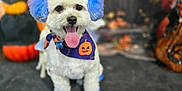 Jojo joined the competition — help win amazing prizes! dog, white_dog, blue_ears, blue_paws, halloween_bandana, tongue_out, pet, festive, pumpkin, halloween, decorations, cute, fluffy, portrait, animal, indoor, holiday, costume, smiling, celebration
