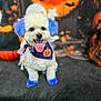 dog, white_dog, blue_ears, blue_paws, halloween_bandana, tongue_out, pet, festive, pumpkin, halloween, decorations, cute, fluffy, portrait, animal, indoor, holiday, costume, smiling, celebration