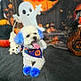Jojo is registered to the contest to win money with this photo: dog, white_dog, blue_ears, blue_paws, bandana, halloween, ghost_decoration, pumpkin, witch_figure, festive, cute, pet, tongue_out, costume, holiday, decor, indoor, animal, happy, fluffy