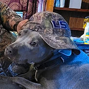 Bluebell is registered to the contest to win money with this photo: dog, gray_dog, hat, camo_hat, pet, indoor, person, camo_clothing, face, looking_back, resting, collar, table, shelf, bottle, curtain, furniture, casual, closeup, animal