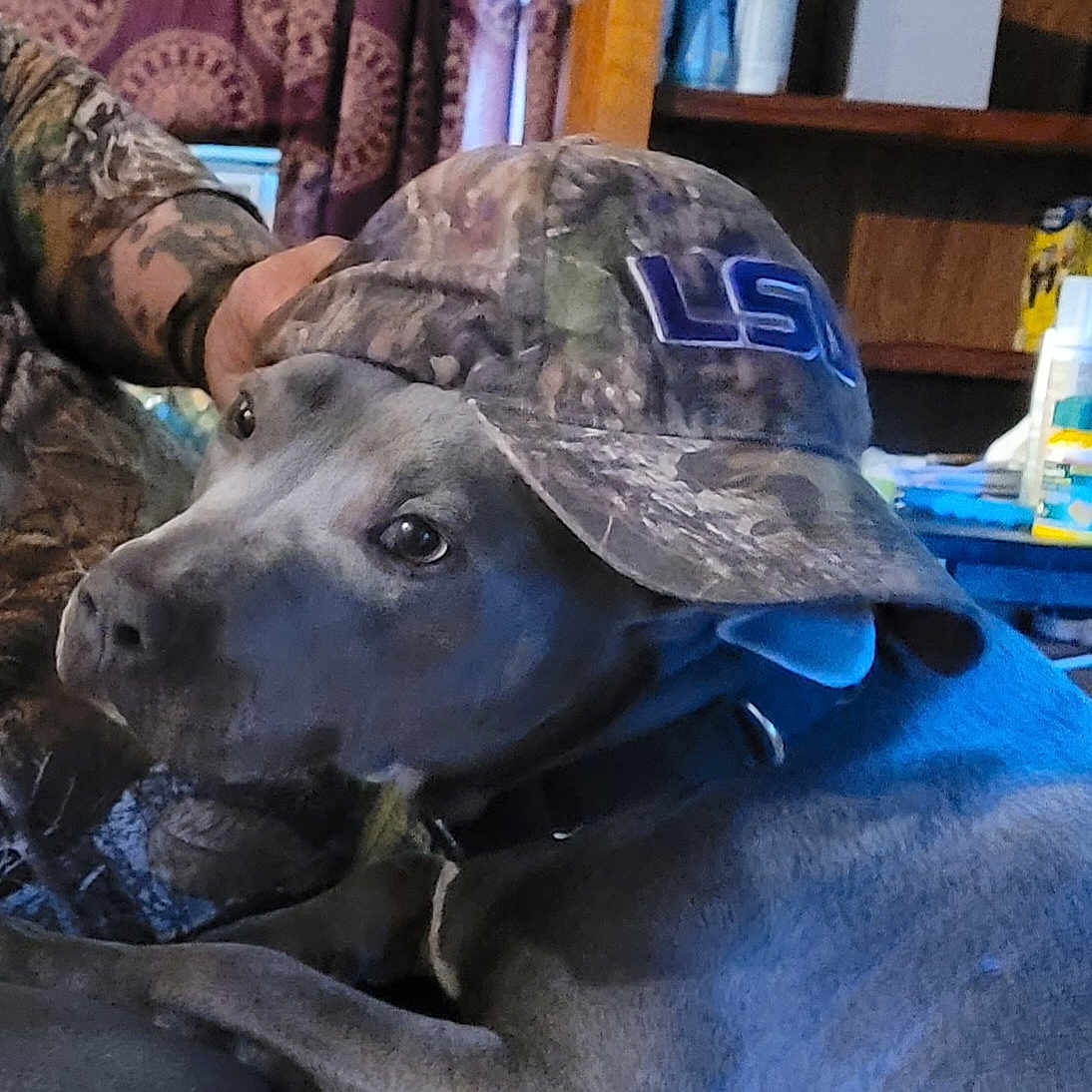Bluebell is registered to the contest to win money with this photo: animal, bottle, camo_clothing, camo_hat, casual, closeup, collar, curtain, dog, face, furniture, gray_dog, hat, indoor, looking_back, person, pet, resting, shelf, table