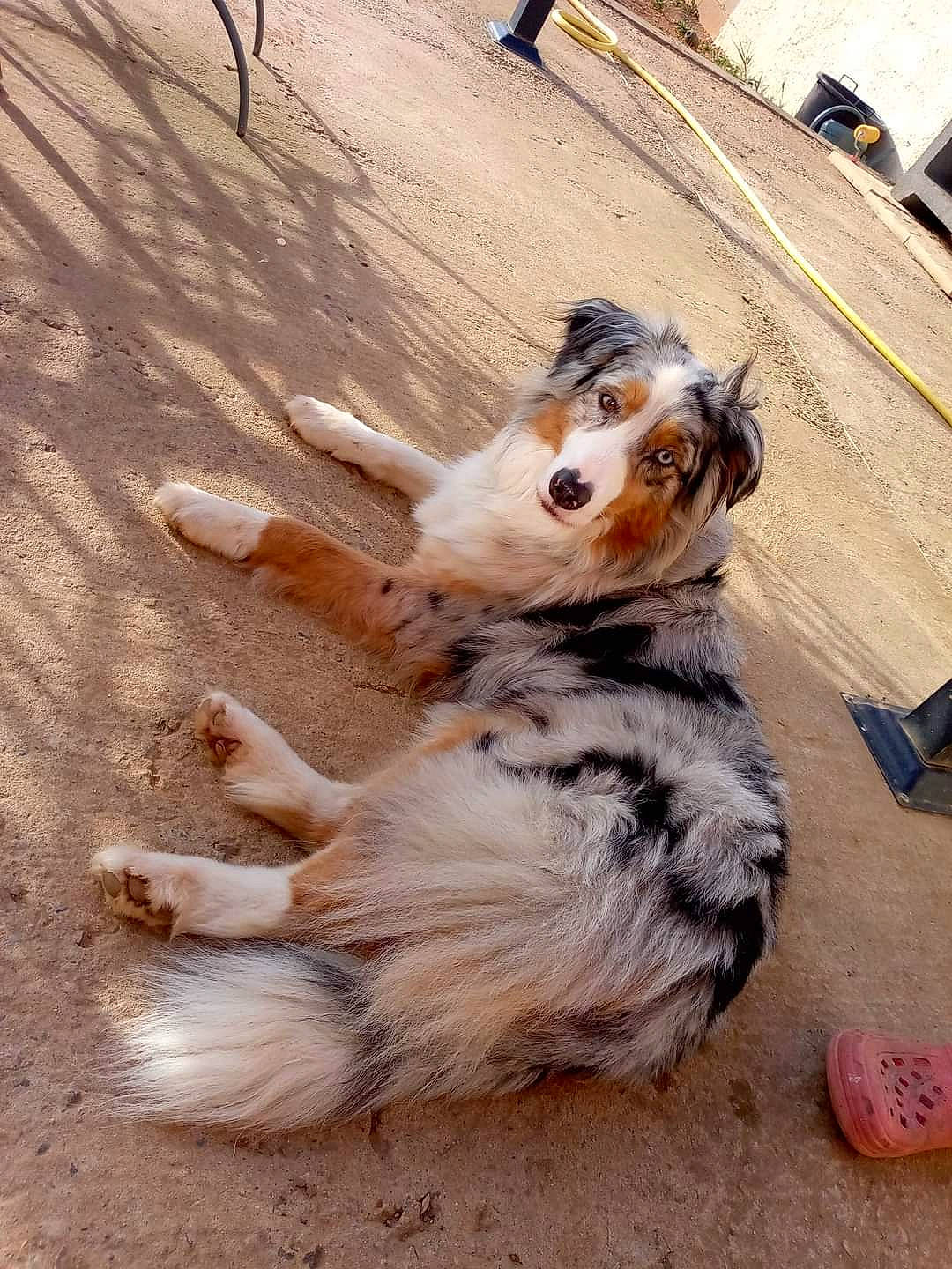 Savannah a rejoint le concours — aidez-le/la à gagner de superbes lots ! asphalt, canidae, carnivore, companion_dog, dog, dog_breed, fawn, felidae, fur, paw, road_surface, scotch_collie, shetland_sheepdog, sidewalk, snout, sporting_group, tail, terrestrial_animal, whiskers, wood