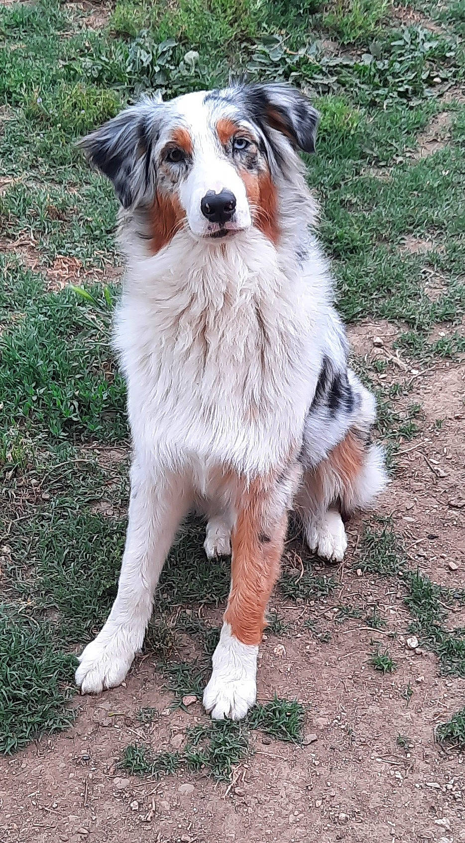 Savannah a rejoint le concours — aidez-le/la à gagner de superbes lots ! ancient_dog_breeds, australian_collie, australian_shepherd, canidae, carnivore, companion_dog, dog, dog_breed, fur, grass, herding_dog, hunting_dog, plant, snout, sporting_group, tail, terrestrial_animal, working_dog