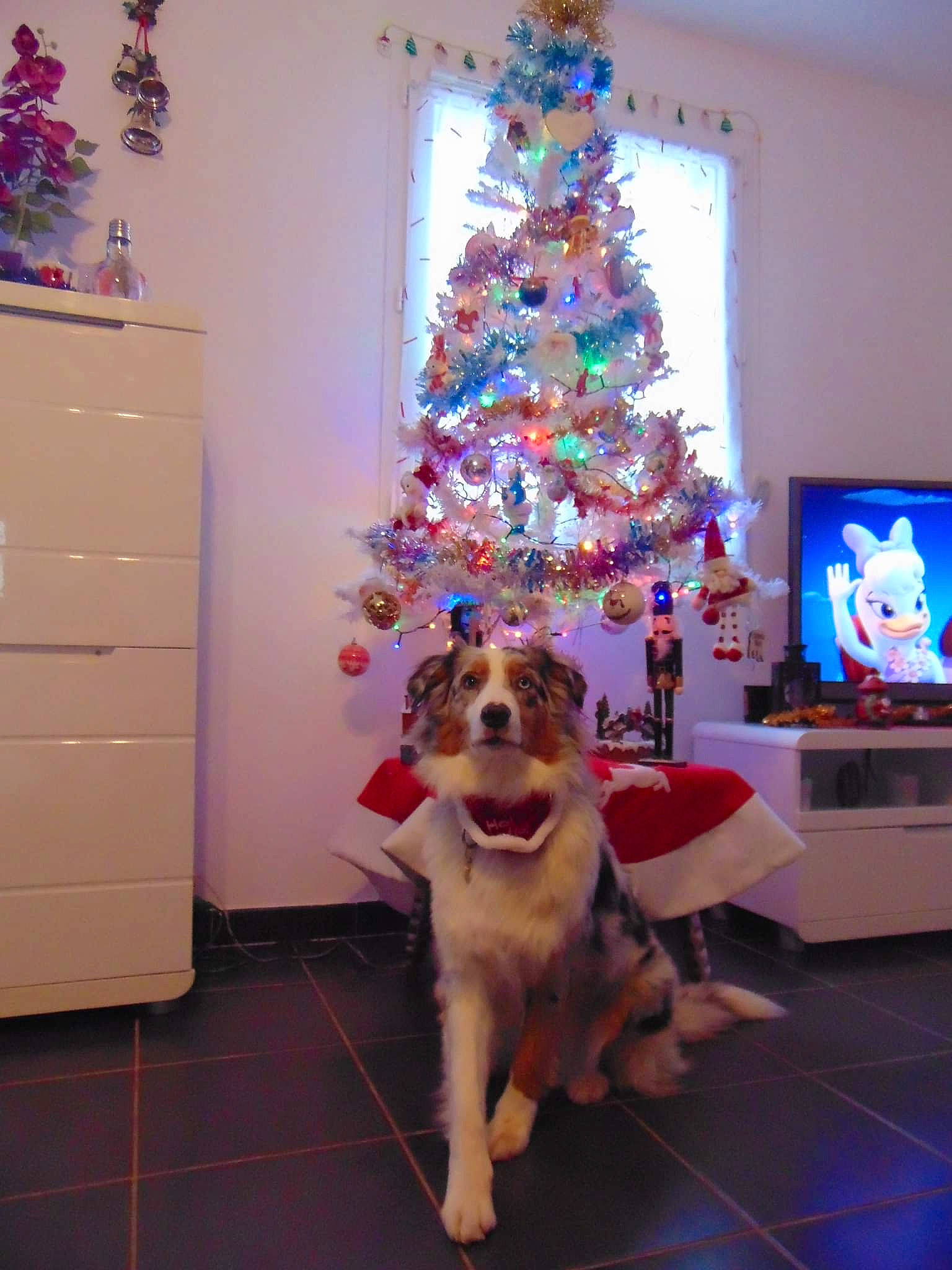 Savannah participe au concours pour gagner de l'argent avec cette photo : blue, carnivore, christmas_decoration, christmas_ornament, christmas_tree, couch, dog, door, flooring, holiday_ornament, interior_design, light, lighting, living_room, ornament, plant, purple, tree, white, wood