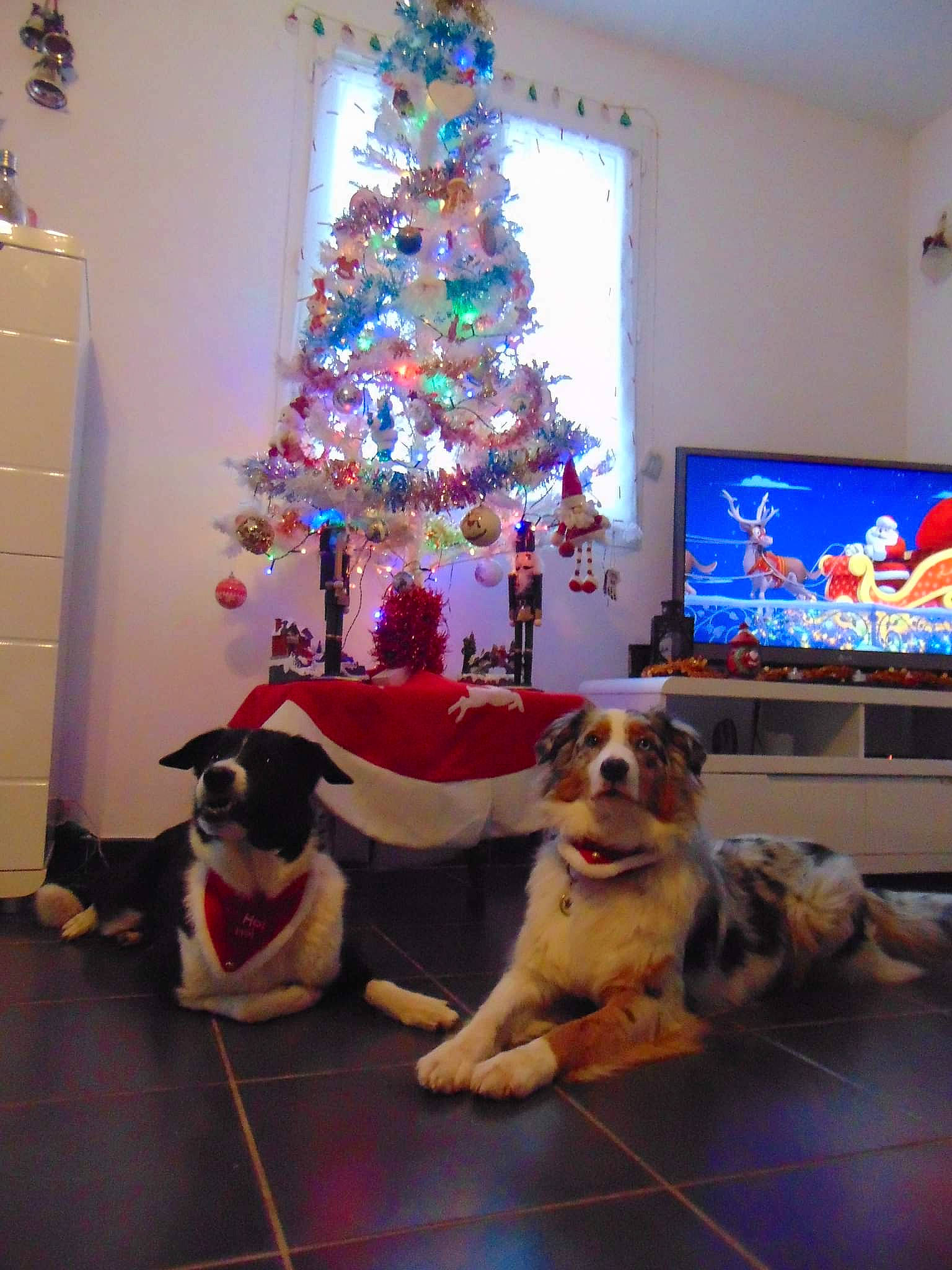 Fiona participe au concours pour gagner de l'argent avec cette photo : blue, carnivore, christmas, christmas_decoration, christmas_ornament, christmas_tree, companion_dog, couch, decoration, dog, fawn, flooring, holiday_ornament, house, interior_design, light, living_room, table, tree, white