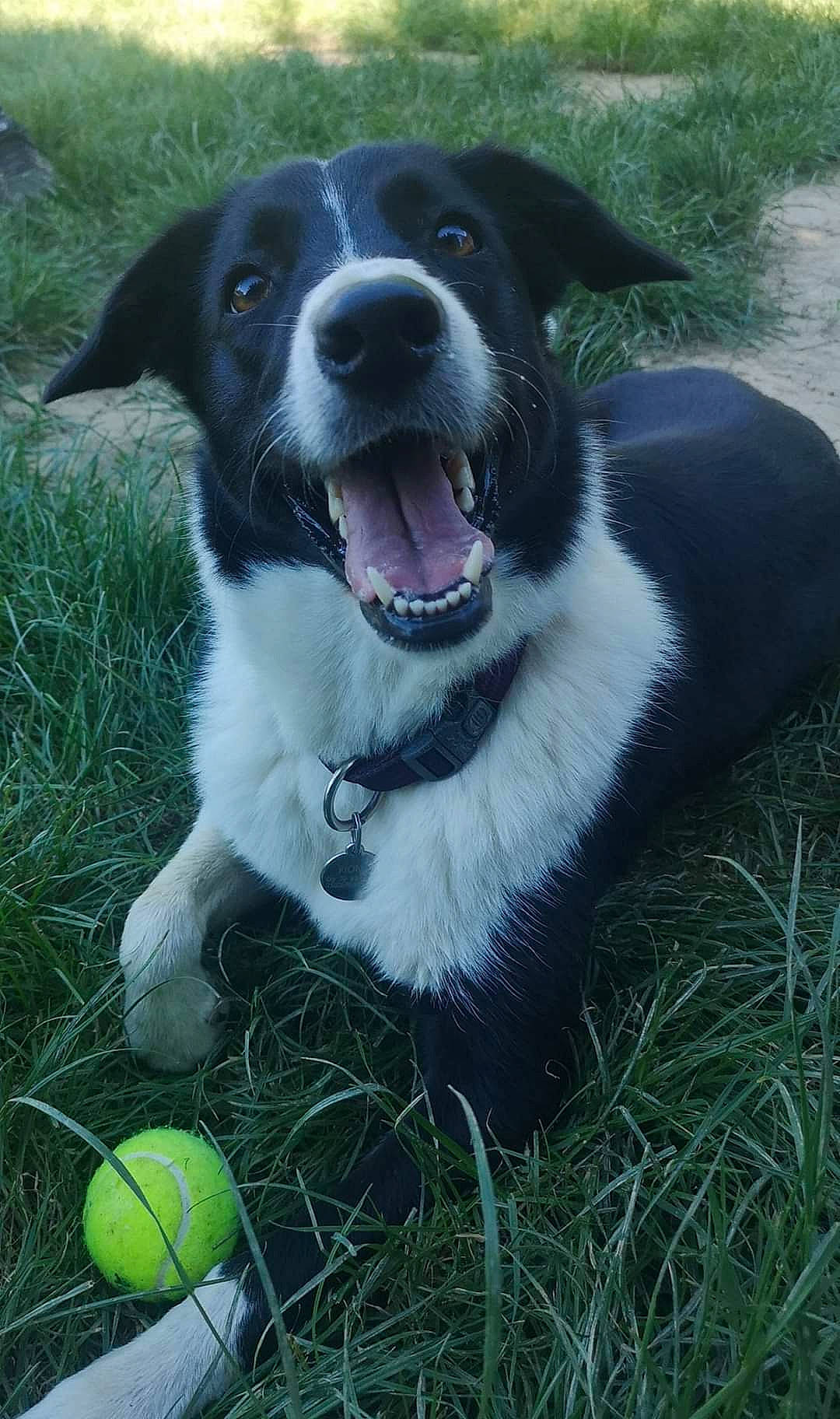 Fiona a rejoint le concours — aidez-le/la à gagner de superbes lots ! ball, borador, carnivore, collar, companion_dog, dog, dog_breed, dog_collar, easter, fang, grass, happy, leash, plant, sporting_group, sports_equipment, tennis_ball, whiskers, working_animal, working_dog