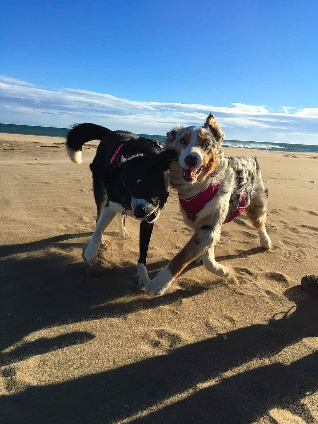 Fiona a rejoint le concours — aidez-le/la à gagner de superbes lots ! adventure, beach, carnivore, cloud, companion_dog, dog, dog_breed, fawn, horizon, landscape, leash, leisure, ocean, recreation, sand, shadow, sky, sporting_group, water, working_animal