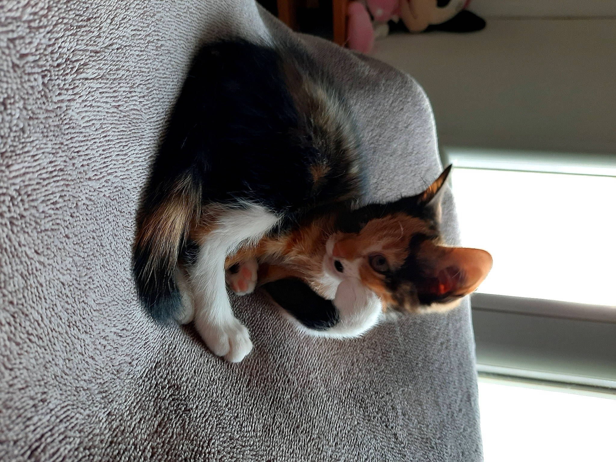 Nala participe au concours pour gagner de l'argent avec cette photo : beagle, canidae, carnivore, cat, dog, dog_breed, ear, fawn, fox_terrier, mammal, paw, puppy, tail, whiskers