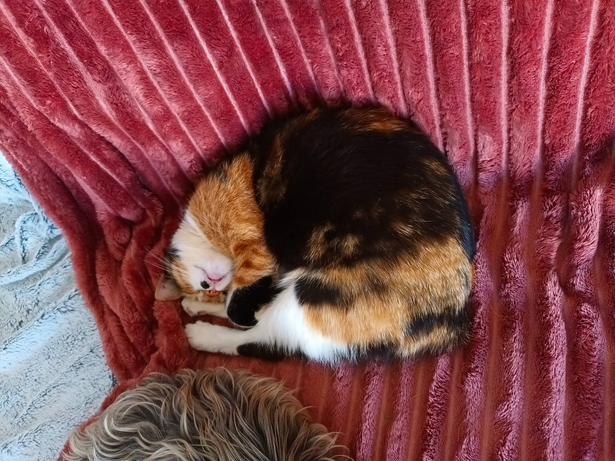 Nala participe au concours pour gagner de l'argent avec cette photo : basket, brown, carnivore, cat, cat_bed, cat_supply, claw, comfort, domestic_short_haired_cat, fawn, felidae, fur, small_to_medium_sized_cats, snout, tail, terrestrial_animal, textile, whiskers, wood, wool