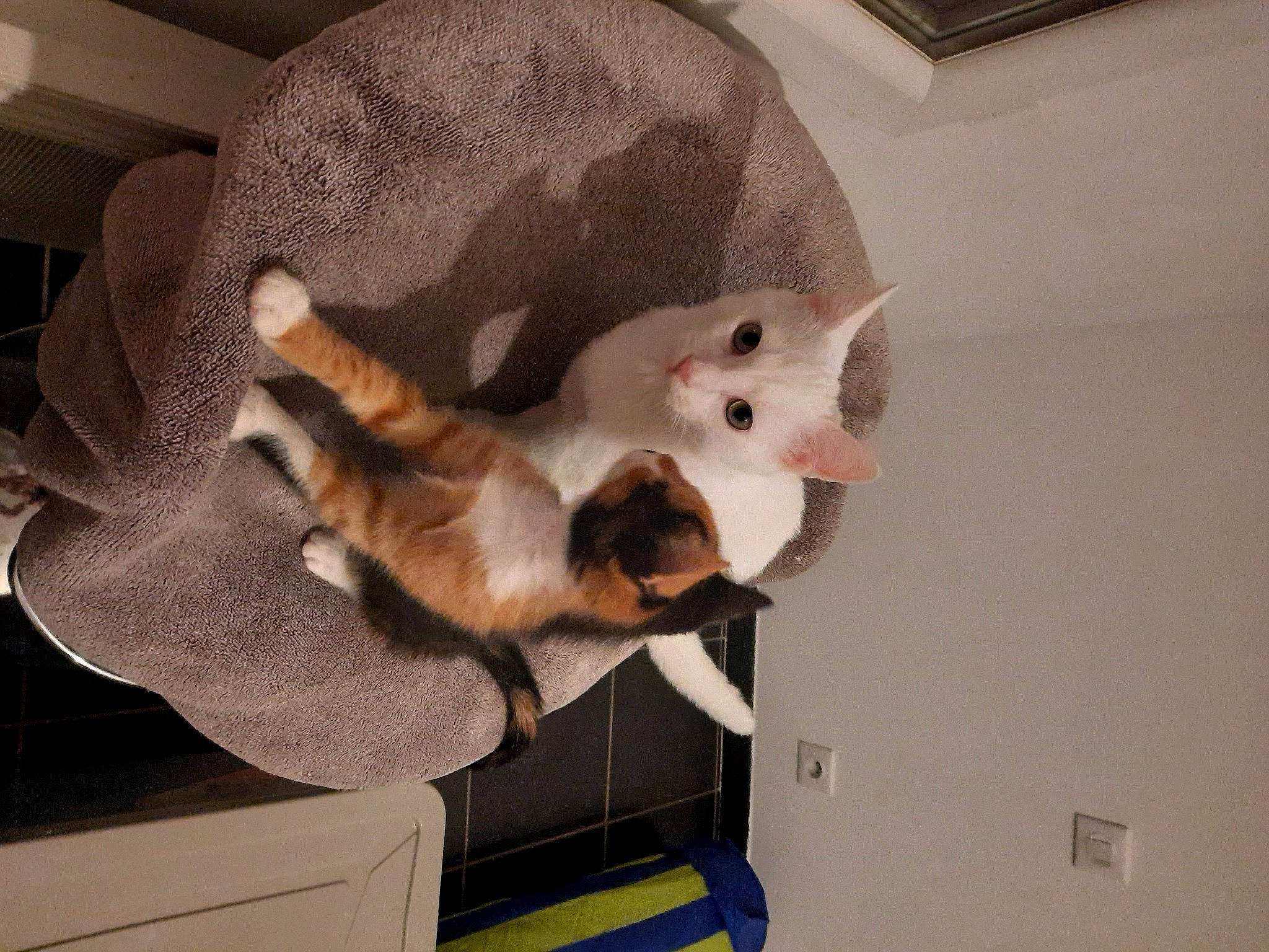 Nala a rejoint le concours — aidez-le/la à gagner de superbes lots ! aegean_cat, asian, burmilla, carnivore, cat, domestic_short_haired_cat, ear, european_shorthair, fawn, felidae, fur, kitten, paw, singapura, small_to_medium_sized_cats, tail, whiskers