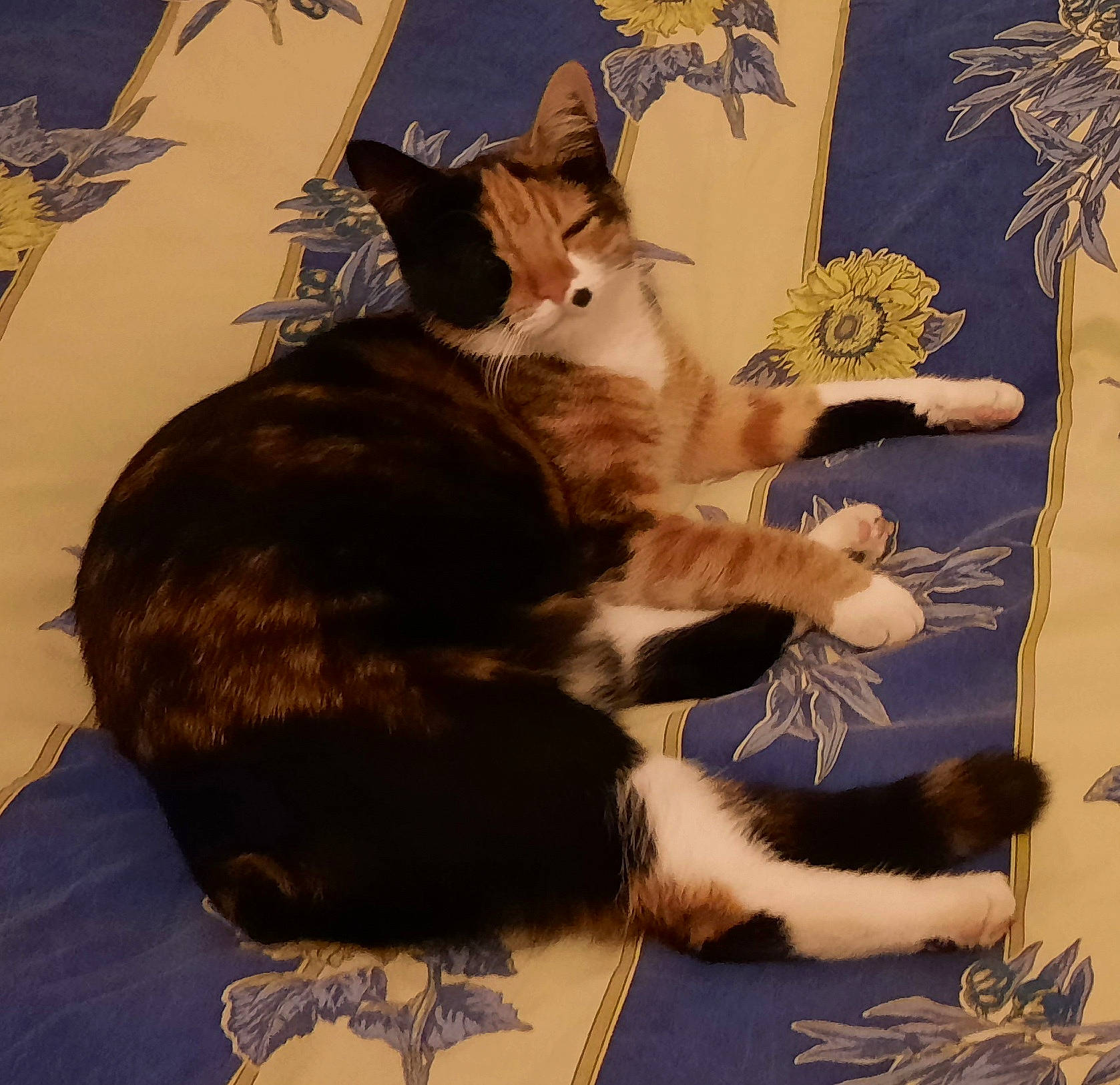 Nala a rejoint le concours — aidez-le/la à gagner de superbes lots ! art, carnivore, cat, claw, comfort, domestic_short_haired_cat, fawn, felidae, fur, gesture, illustration, paper, paper_product, paw, shadow, small_to_medium_sized_cats, tail, visual_arts, whiskers