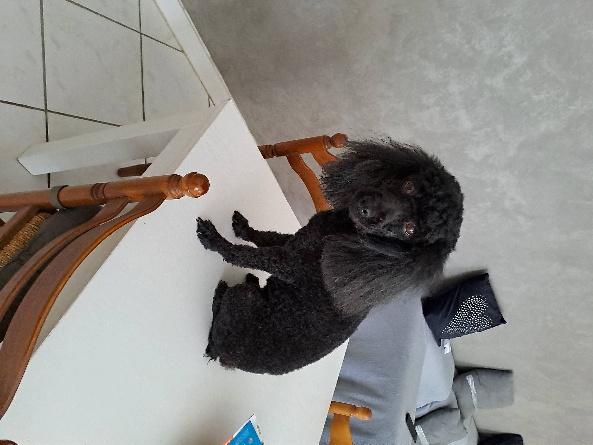 Elfie a rejoint le concours — aidez-le/la à gagner de superbes lots ! art, fashion_accessory, feather, fur, grey, metal, plush, room, stuffed_toy, tail, visual_arts, wing, wood