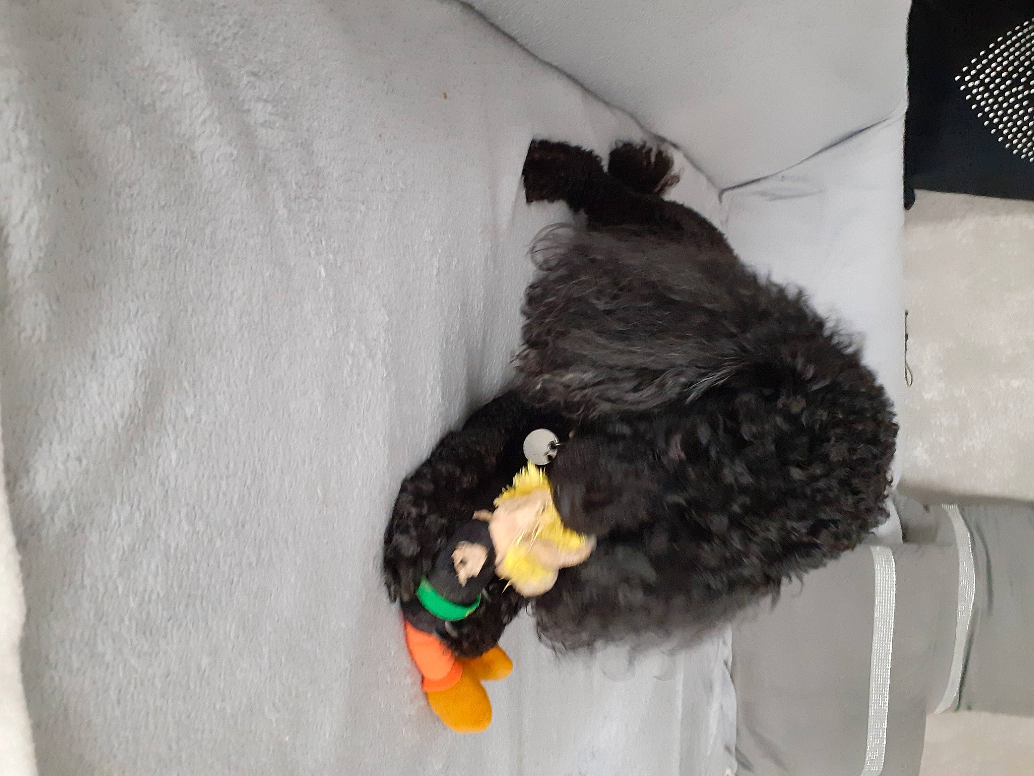 Elfie participe au concours pour gagner de l'argent avec cette photo : canidae, carnivore, comfort, companion_dog, dog, dog_breed, dog_clothes, dog_collar, dog_supply, fur, linens, pet_supply, snout, sporting_group, stuffed_toy, tail, terrier, toy, toy_dog, water_dog