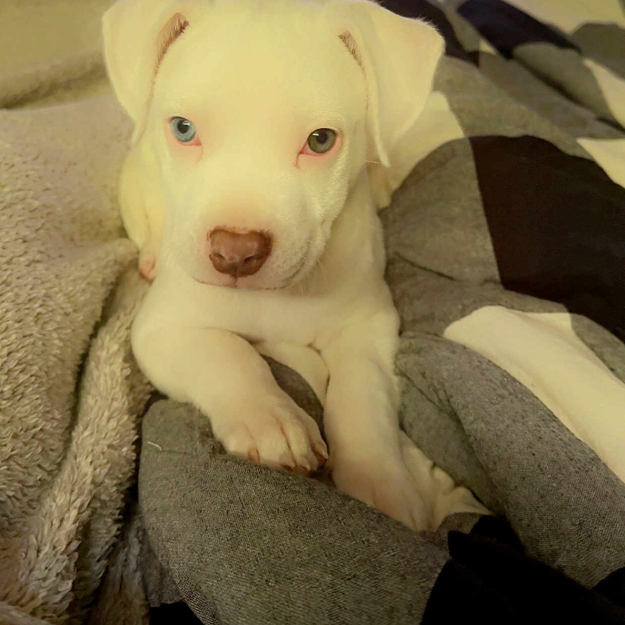 Nova is registered to the contest to win money with this photo: animal, bedroom, blanket, blue_eye, brown_eye, comfort, cozy, cute, dog, fur, heterochromia, indoor, nose, paw, pet, puppy, quilt, resting, white_dog, young_dog