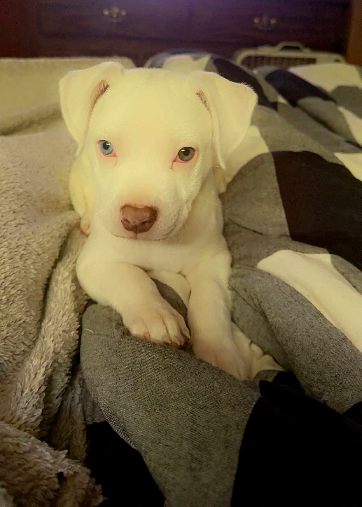 Nova is registered to the contest to win money with this photo: puppy, dog, white_dog, heterochromia, blue_eye, brown_eye, blanket, quilt, indoor, pet, cute, young_dog, animal, fur, nose, paw, resting, cozy, bedroom, comfort