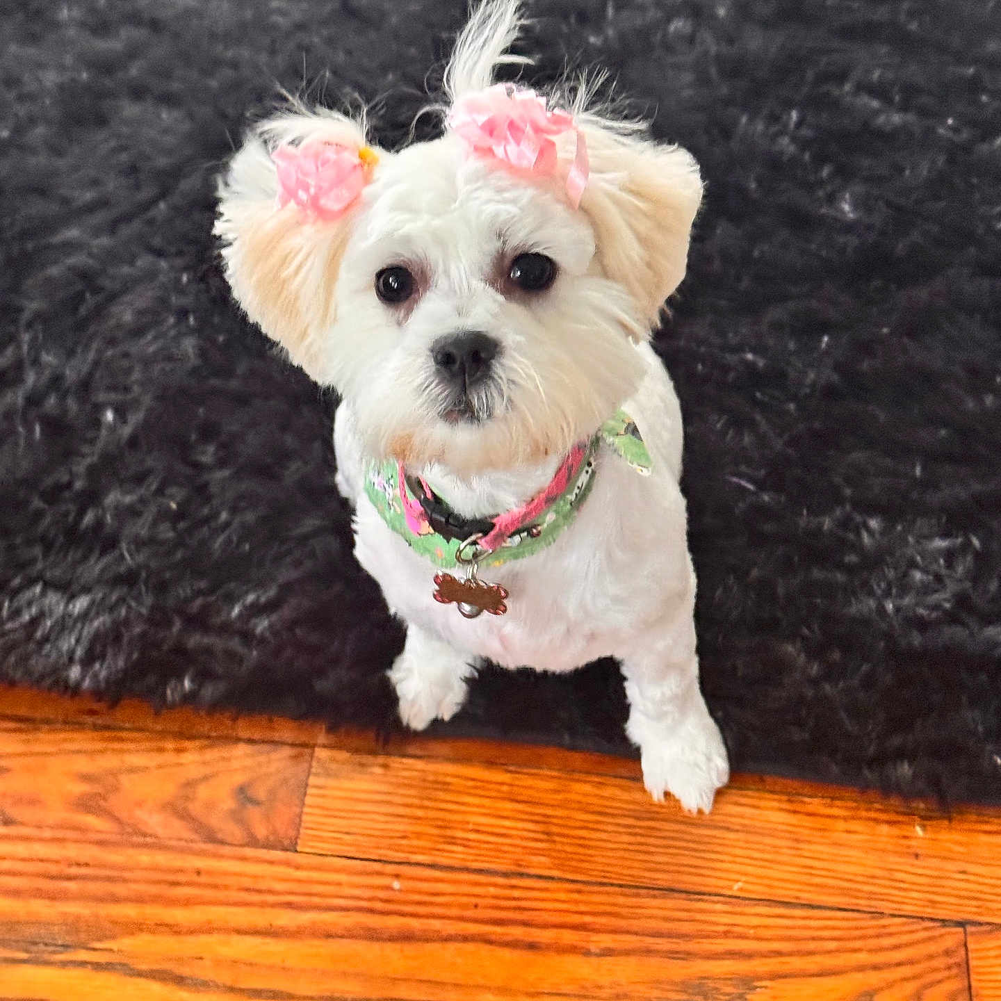 Nessa King joined the competition — help win amazing prizes! accessories, animal, canine, dog, dogbed, eskimodog, hardwood, indoors, interiordesign, jewelry, leash, necklace, pet, poodle, puppy, stainedwood, strap, terrier, whitedog, wood