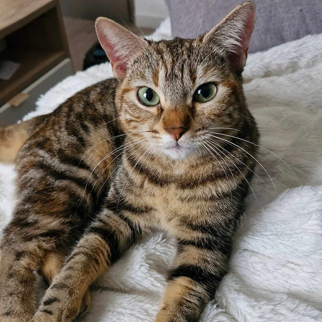 Djoy participe au concours pour gagner de l'argent avec cette photo : abyssinian, animal, bed, bedroom, blanket, cat, couch, cushion, egyptiancat, furniture, hardwood, homedecor, indoors, kitten, manx, person, pet, quilt, room, sleeping