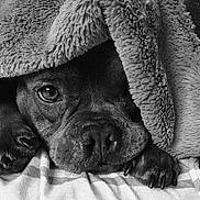 Ruby participe au concours pour gagner de l'argent avec cette photo : bed, bedding, black_and_white, blanket, close_up, cozy, cute, dog, expression, eye, fur, indoor, monochrome, nose, paw, paws, pet, portrait, texture, whiskers
