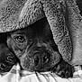 bed, bedding, black_and_white, blanket, close_up, cozy, cute, dog, expression, eye, fur, indoor, monochrome, nose, paw, paws, pet, portrait, texture, whiskers