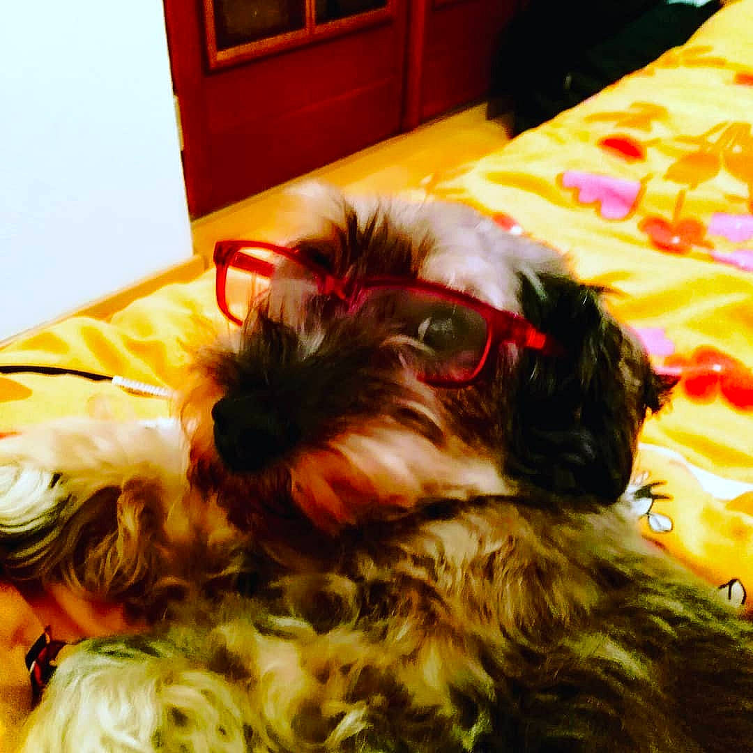 Youki a rejoint le concours — aidez-le/la à gagner de superbes lots ! canidae, carnivore, comfort, companion_dog, dog, dog_breed, dog_collar, dog_supply, fur, liver, room, schnauzer, small_terrier, snout, sporting_group, terrier, toy_dog, water_dog, working_animal, yorkipoo