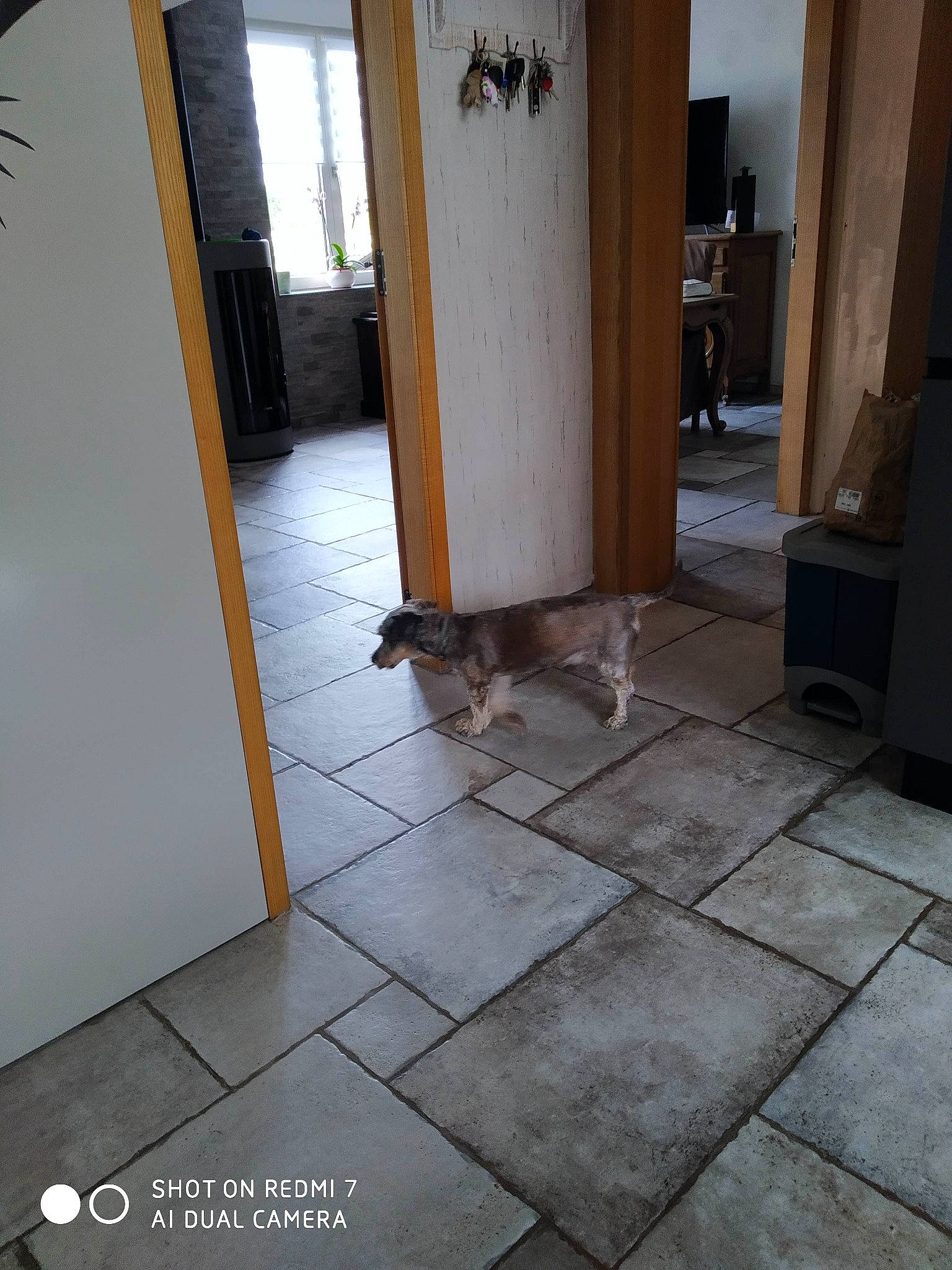 Youki participe au concours pour gagner de l'argent avec cette photo : building, carnivore, chair, composite_material, door, fawn, felidae, floor, flooring, hardwood, home_door, house, plywood, rectangle, road_surface, small_to_medium_sized_cats, tail, tints_and_shades, wood, wood_stain