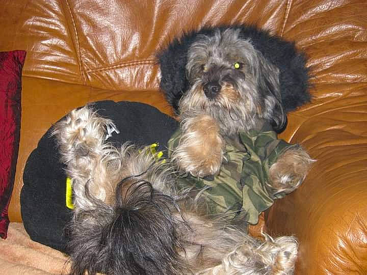 Youki a rejoint le concours — aidez-le/la à gagner de superbes lots ! biewer_terrier, canidae, carnivore, comfort, companion_dog, dog, dog_breed, dog_supply, fawn, fur, liver, maltepoo, small_terrier, snout, sporting_group, tail, terrier, toy_dog, working_animal, yorkipoo