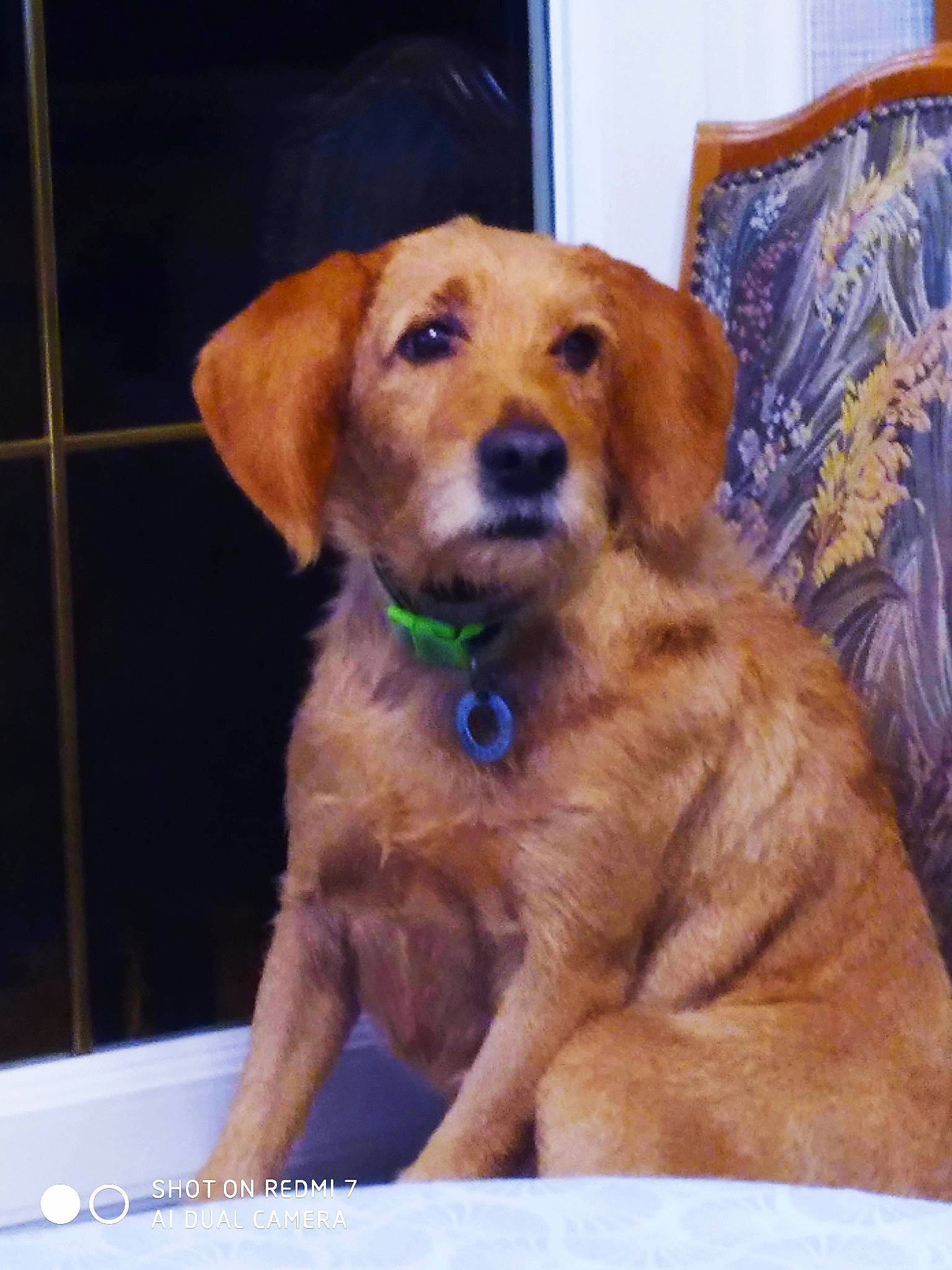 Léo participe au concours pour gagner de l'argent avec cette photo : canidae, carnivore, companion_dog, dog, dog_breed, fawn, fur, gun_dog, liver, pet_supply, snout, sporting_group, whiskers, wood, working_animal