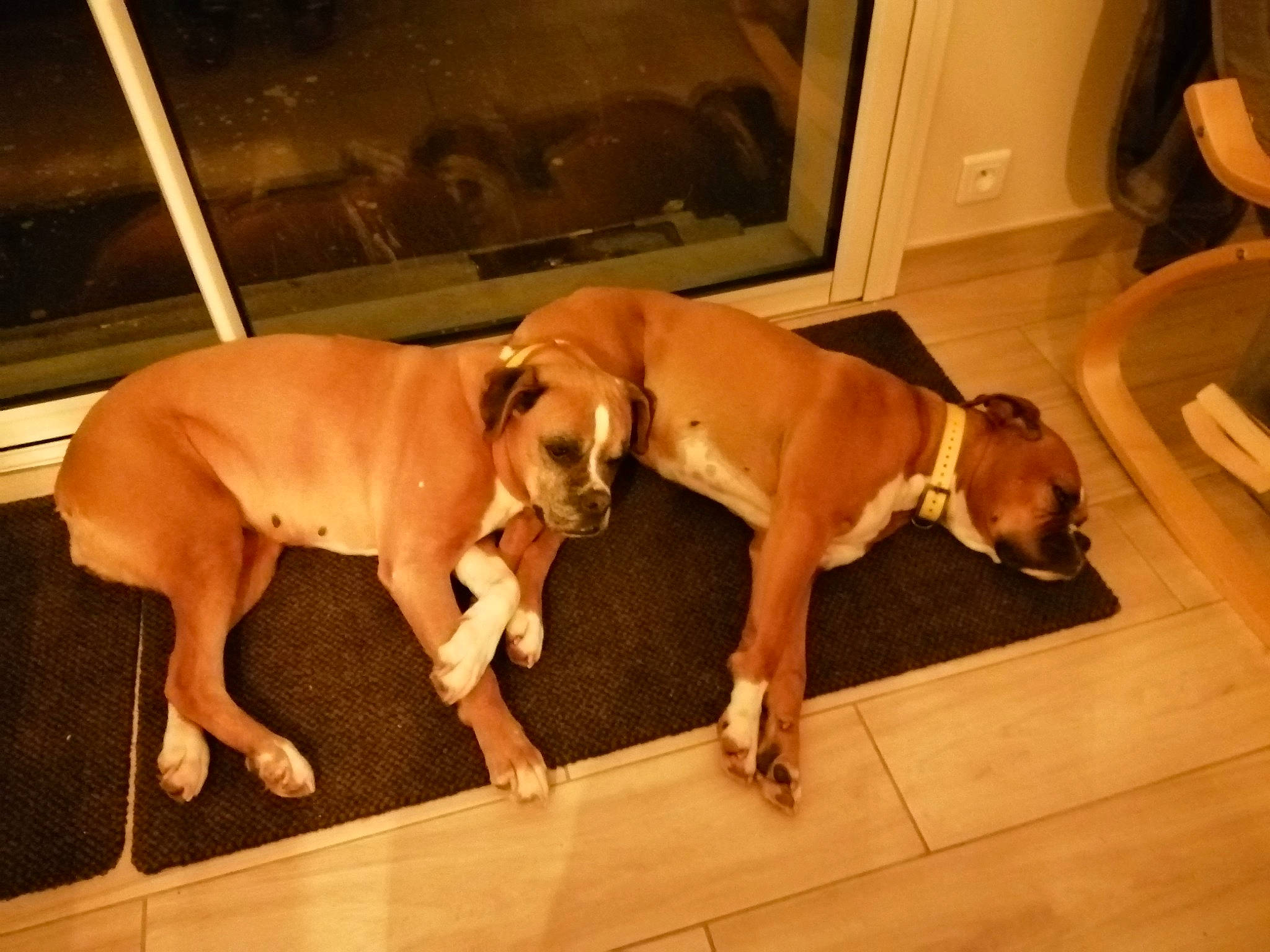 Java participe au concours pour gagner de l'argent avec cette photo : canidae, carnivore, comfort, companion_dog, dog, dog_breed, fawn, floor, flooring, hardwood, liver, non_sporting_group, paw, snout, sporting_group, tail, working_animal, working_dog