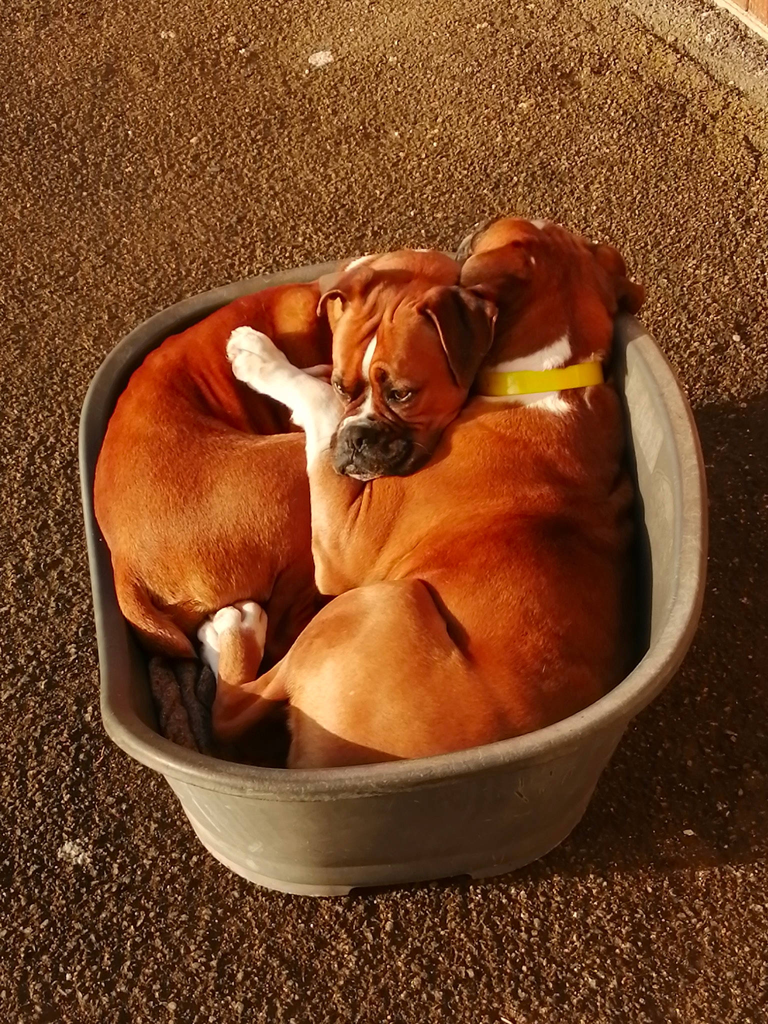 Java participe au concours pour gagner de l'argent avec cette photo : ancient_dog_breeds, canidae, carnivore, comfort, companion_dog, dog, dog_bed, dog_breed, dog_collar, dog_supply, fawn, hound, liver, non_sporting_group, paw, pet_supply, puppy, snout, sporting_group, working_animal